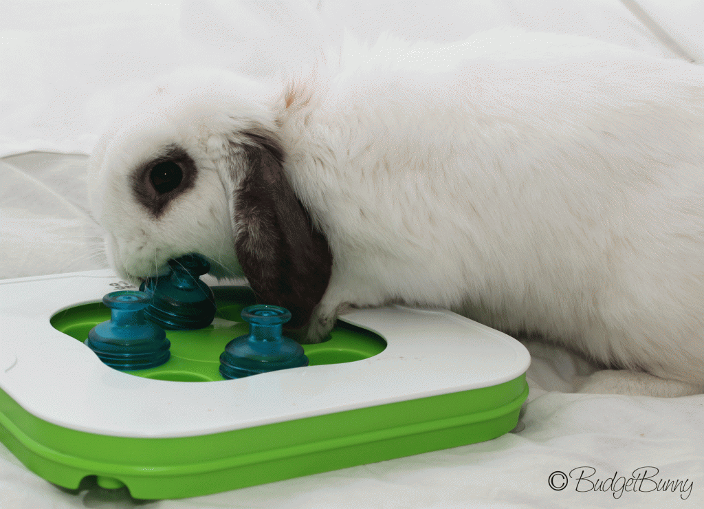 Level 2 - Bunny has to remove plastic knobs exposing the treats in the treat holes.