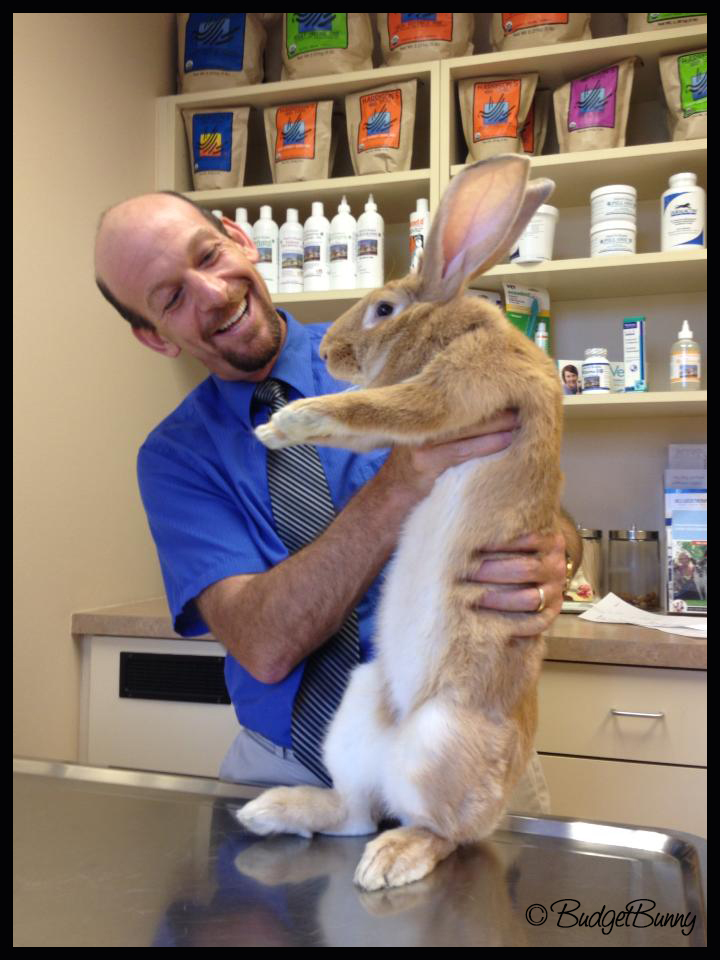 vets near me that treat rabbits